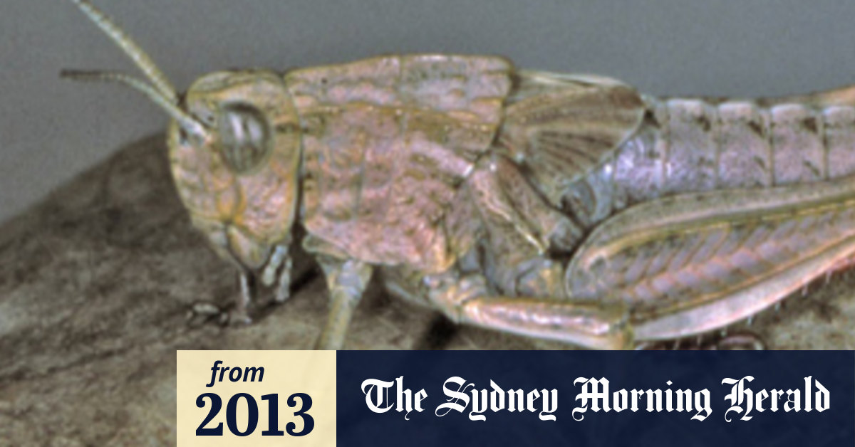 Australian endangered species Schayer s Grasshopper